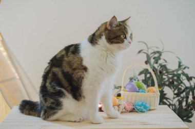 İskoç kedisiyle Paskalya tatili konsepti renkli yumurta oyunu oynayıp masaya konur.