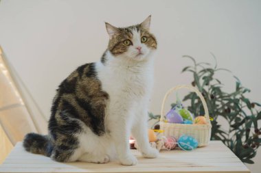 İskoç kedisiyle Paskalya tatili konsepti renkli yumurta oyunu oynayıp masaya konur.