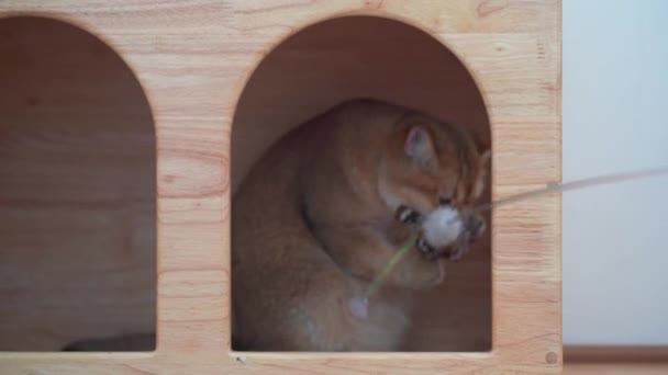 Britse Kat Plezier Spelen Kattenhuis Met Houten Achtergrond — Stockvideo