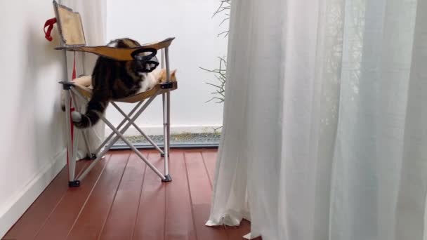 Brytyjski Szkocki Kot Zabawy Grać Krześle Domu Tle Ogród — Wideo stockowe