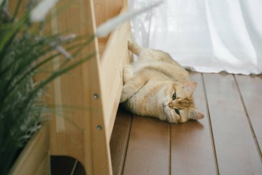 Hayvan bakımı konsepti fırça ve tedavi sırasında kedi barınağındaki İngiliz kedisine