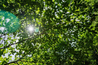 Tropikal ormanda ağaç ve güneş ışığı ile doğada seyahat etmek