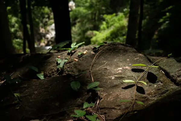 Tropikal ormanda ağaç ve güneş ışığı ile doğada seyahat etmek