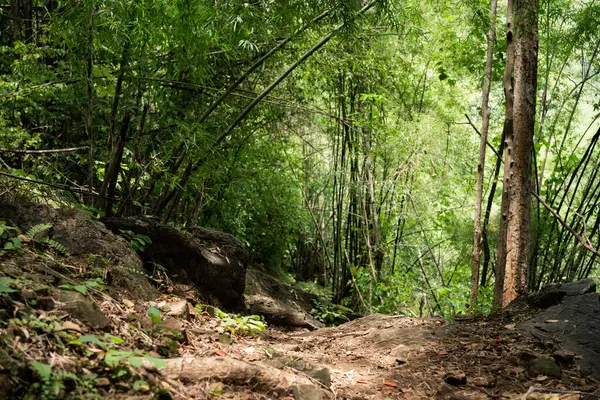 Tropikal ormanda ağaç ve güneş ışığı ile doğada seyahat etmek