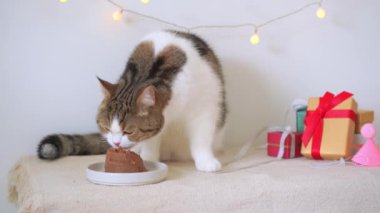 İskoç kedisiyle uluslararası kedi günü konsepti. Doğum günü partisi dekorasyonu geçmişi olan masada yemek yiyor.