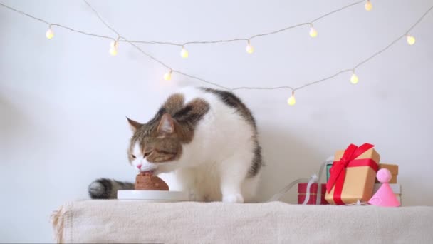 스코틀랜드 고양이와 고양이의 테이블에 음식을 — 비디오