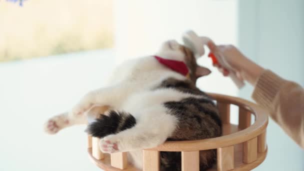Haustierpflegekonzept Mit Halter Während Pinsel Und Behandlung Haare Schottische Katze — Stockvideo