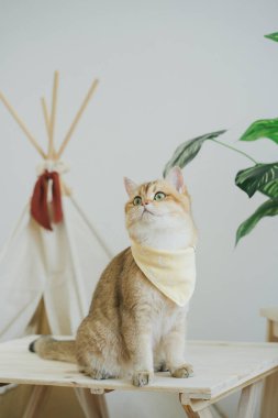 İngiliz kedisi ile kedi konsepti kamp masasında, tropikal ağaçlarla ve beyaz arka planla oynuyor.