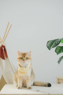 İngiliz kedisi ile kedi konsepti kamp masasında, tropikal ağaçlarla ve beyaz arka planla oynuyor.