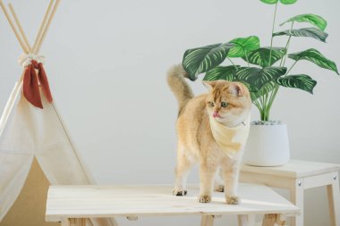 İngiliz kedisi ile kedi konsepti kamp masasında, tropikal ağaçlarla ve beyaz arka planla oynuyor.