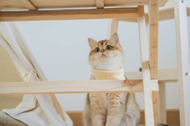 İngiliz kedisi ile kedi konsepti kamp masasının altında tropikal ağaçlar ve beyaz arka planla oynamaktan memnun.