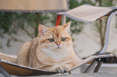 Kış tatili ve İngiliz kedisiyle kedi konsepti ipek eşarp giyer ve çam ve noel ağacı arka planında kamp sandalyesinde oynarlar.