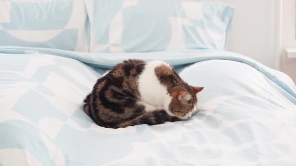 Scottish Γάτα Χαλαρώσετε Και Κοιμηθεί Στο Σπίτι Φόντο Υπνοδωμάτιο — Αρχείο Βίντεο