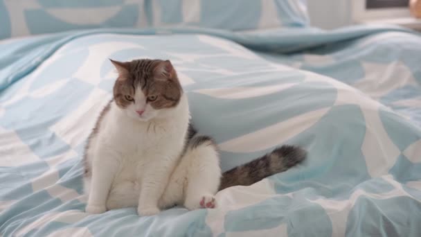 Skotsk Katt Koppla Och Sova Hemma Med Sovrum Bakgrund — Stockvideo