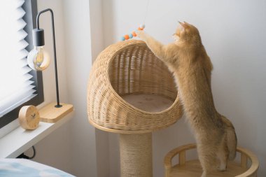 İngiliz kedisiyle evcil hayvan bakımı konsepti rahatla ve kedi oyuncağı oyna