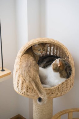 İngiliz ve İskoç kedileriyle evcil hayvan bakımı konsepti rahatlayın ve birlikte oynayın