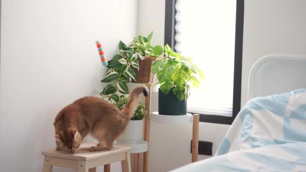 Brittisk Katt Slappna Och Spela Hemma Med Små Träd Bakgrund — Stockvideo