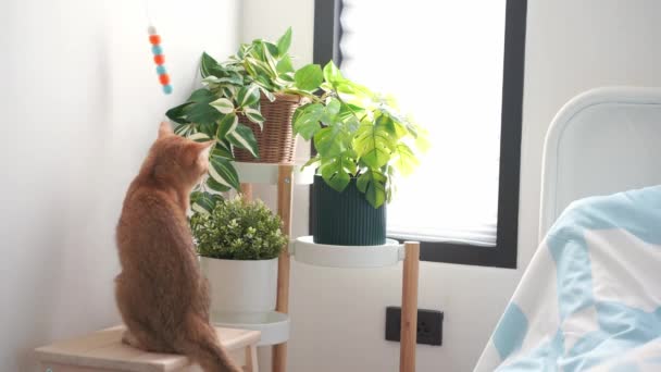 Brittisk Katt Slappna Och Spela Hemma Med Små Träd Bakgrund — Stockvideo