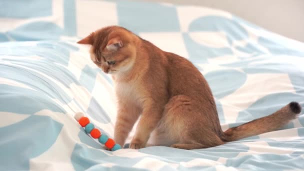 Brittisk Katt Slappna Och Spela Sängen Hemma — Stockvideo