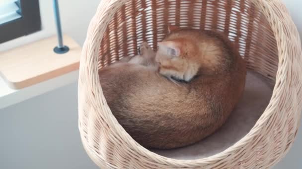 Έννοια Φροντίδας Κατοικίδιων Ζώων Βρετανική Γάτα Χαλαρώσετε Και Κοιμηθείτε Στο — Αρχείο Βίντεο