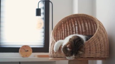 İskoç kedisiyle evcil hayvan bakımı konsepti. Rahatla ve kedi evinde uyu.