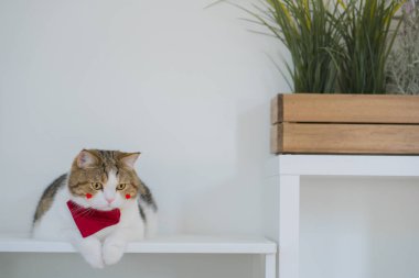 Evcil hayvan bakımı konsepti İskoç kedi oyunu ve kedi evinde eğlence