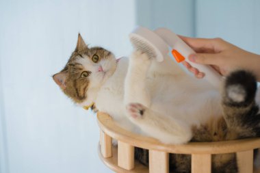 Köpek bakımı konsepti fırça ve tedavi sırasında kedi evinde İskoç kedisine saç