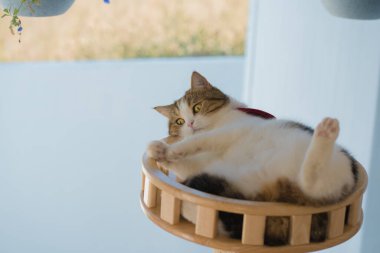 Köpek bakımı konsepti fırça ve tedavi sırasında kedi evinde İskoç kedisine saç