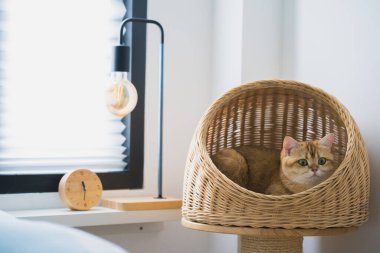 İngiliz kedisiyle evcil hayvan bakımı konsepti Kedi Evi 'nde uyur