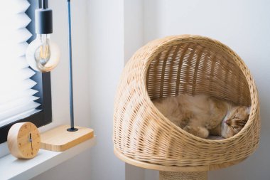 İngiliz kedisiyle evcil hayvan bakımı konsepti Kedi Evi 'nde uyur