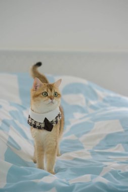 İngiliz kedisiyle evcil hayvan bakımı konsepti rahatla ve kedi oyuncağı oyna