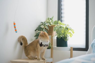 İngiliz kedisiyle evcil hayvan bakımı konsepti rahatla ve kedi oyuncağı oyna