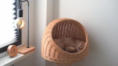 İngiliz kedisiyle evcil hayvan bakımı konsepti Kedi Evi 'nde uyur