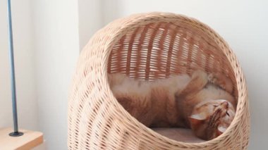 İngiliz kedisiyle evcil hayvan bakımı konsepti Kedi Evi 'nde uyur