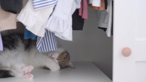 Pet Care Concept Scottish Cat Relax Sleep Cat Housepet Care — Vídeo de Stock
