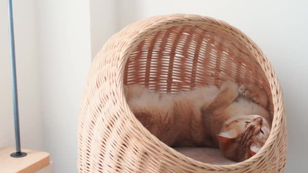 Концепция Ухода Домашними Животными Британским Сном Кошки Кошачьем Доме — стоковое видео