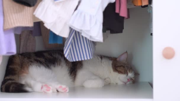 Концепция Ухода Животными Шотландской Кошкой Расслабиться Спать Кошачий Дом Уход — стоковое видео