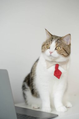 Beyaz masada otururken kravatlı tekir İskoç kedi kostümlü iş konsepti