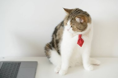 Beyaz masada otururken kravatlı tekir İskoç kedi kostümlü iş konsepti