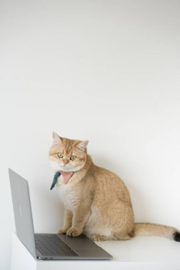 Altın rengi İngiliz kedi kostümlü iş konsepti kravat ve dizüstü bilgisayar kullan