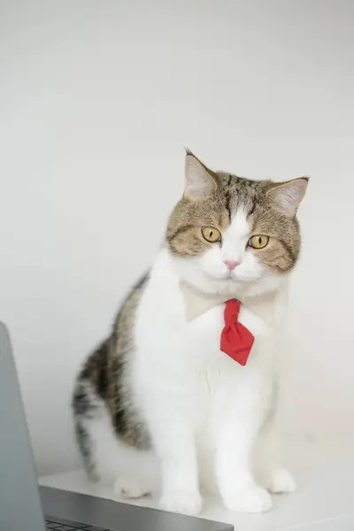 business concept with tabby scottish cat costume with necktie during sit on white table