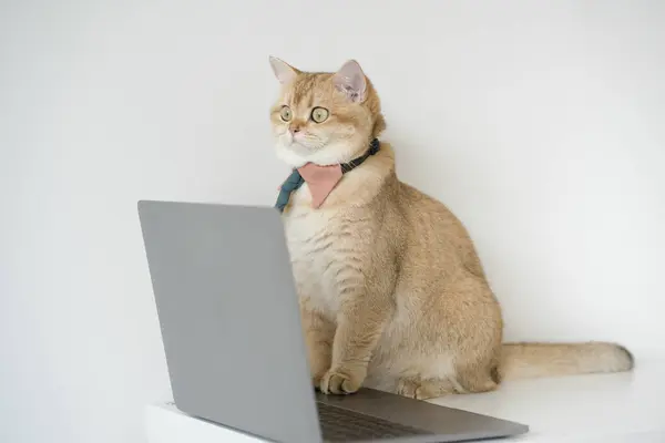 Geschäftskonzept Mit Goldenem Britischen Katzenkostüm Mit Krawatte Und Laptop Stockbild