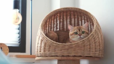 İngiliz kedisiyle evcil hayvan bakımı konsepti Kedi Evi 'nde uyur
