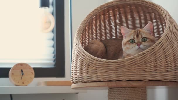 Pet Conceito Cuidados Com Sono Britânico Gato Casa Gato — Vídeo de Stock