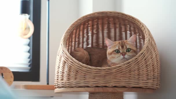 Концепция Ухода Домашними Животными Британским Сном Кошки Кошачьем Доме — стоковое видео