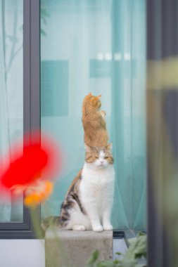 Kış tatili ve İngiliz ve İskoç kedileriyle bahçede çiçek arkaplanlı kedi oyunu