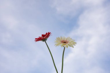 Gerbera çiçeği ve bulutlu gökyüzü arkaplanlı doğa ve manzara kavramı