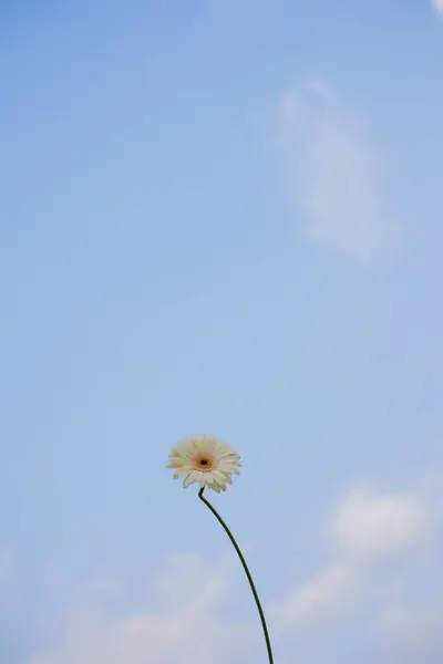Natur Und Landschaftskonzept Mit Gerbera Blume Und Wolkenverhangenem Himmel lizenzfreie Stockfotos