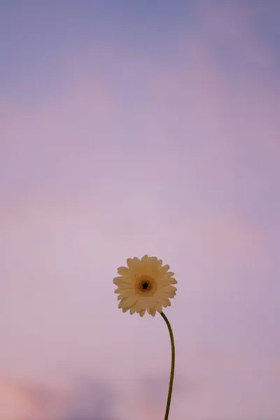 Φύση Και Την Έννοια Του Τοπίου Λουλούδια Gerbera Και Συννεφιά Εικόνα Αρχείου