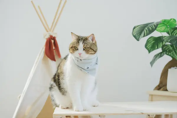 Feliz Con Concepto Gato Con Juego Gato Escocés Mesa Camping Fotos De Stock Sin Royalties Gratis